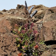 Agarista buxifolia.petit bois de rempart.ericaceae.endémique Madagascar Mascareignes. (2).jpeg